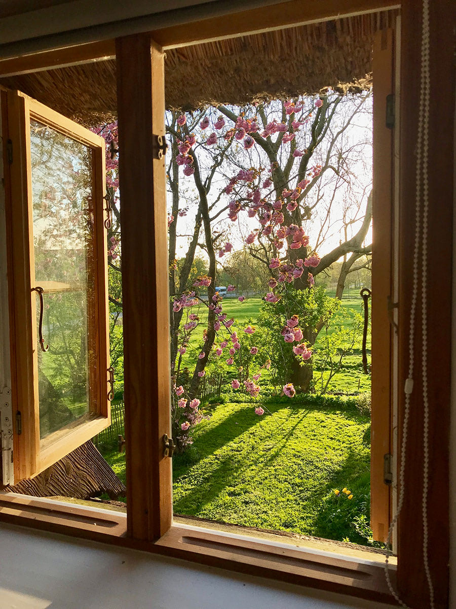 Ein Blick zur Kirschblüte aus dem Fenster Ihrer Appartments