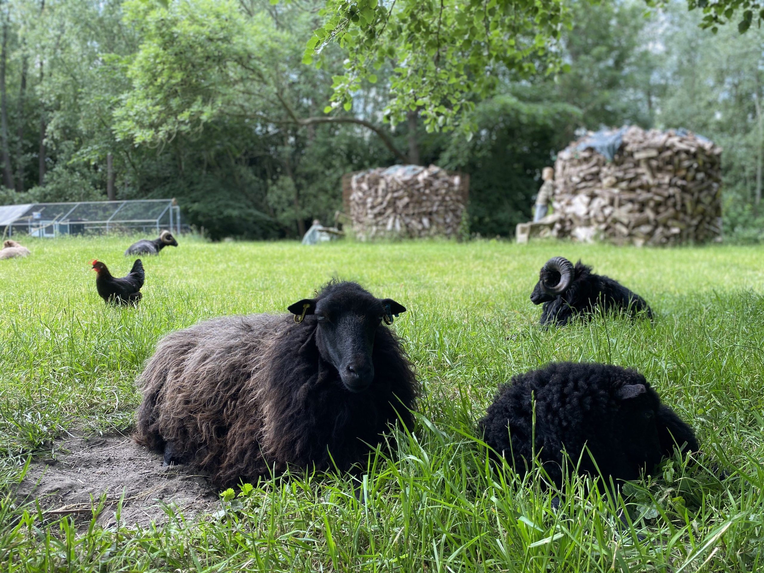 Schafe und Hühner leben hier friedlich miteinander.