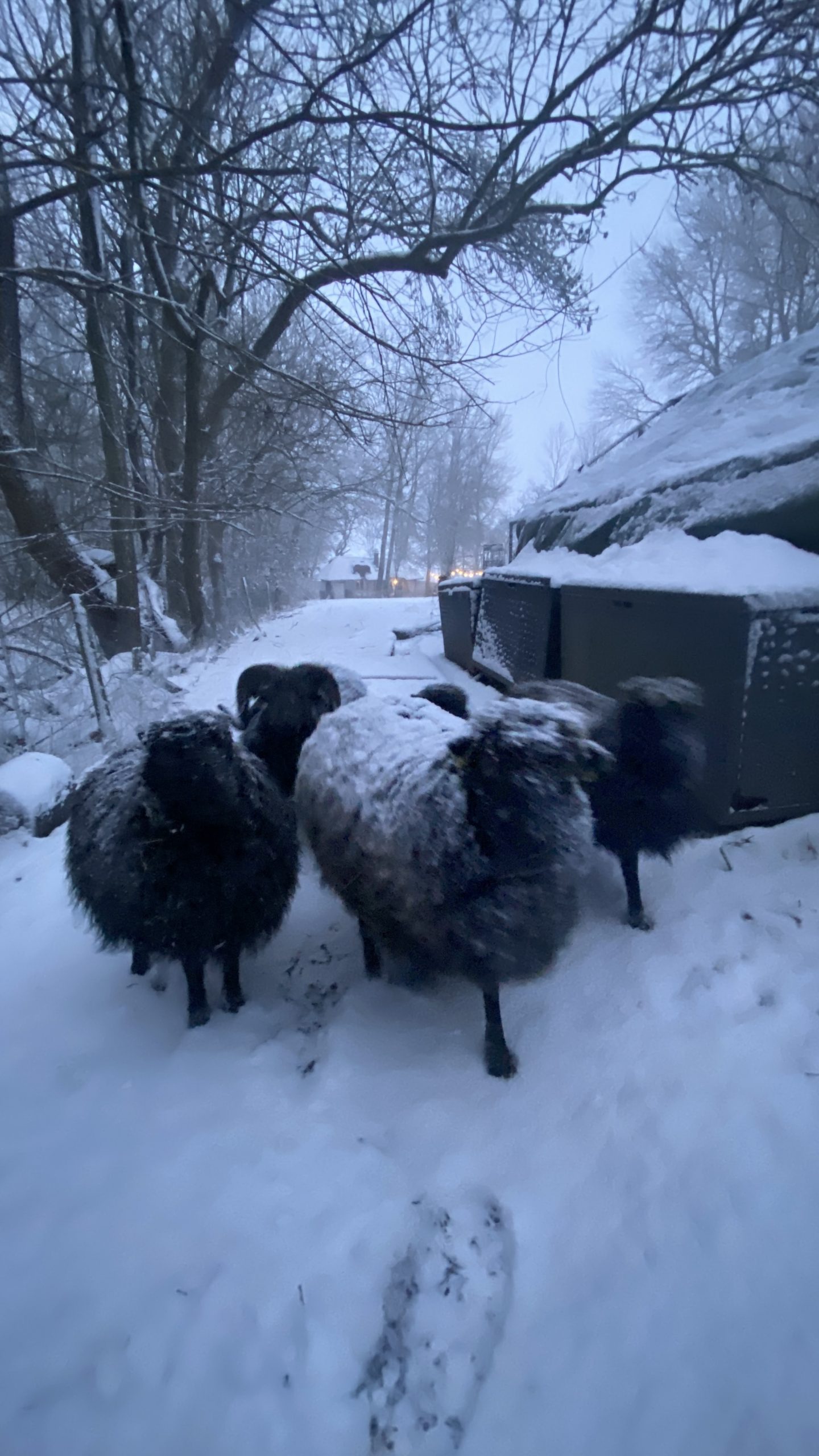 Unsere Schafe im Winter
